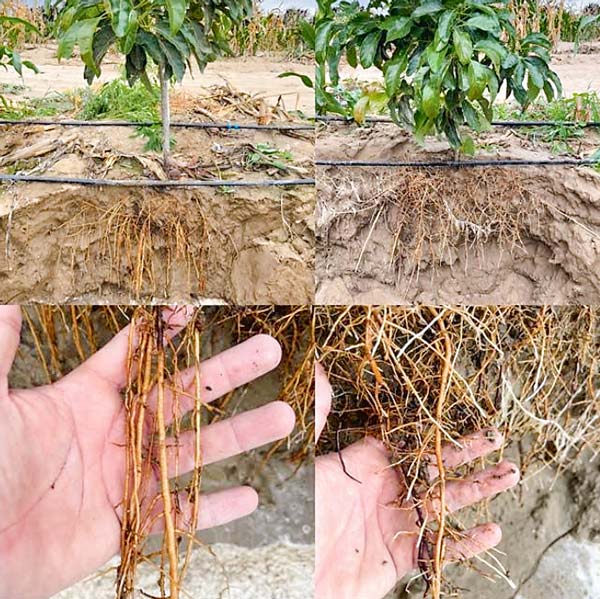 Plantas intervenidas con microorganismos, Bionativa.